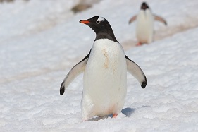 ジェンツーペンギン　（C）クルーズライフ