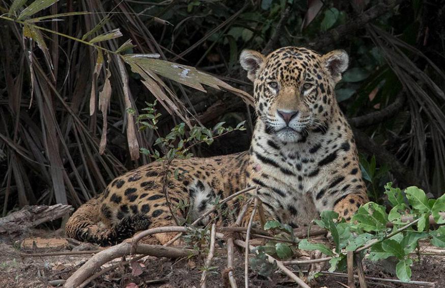 ブラジル・パンタナール湿原のジャガーと乾燥熱帯林のワイルドライフを追う旅