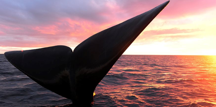 バルデス半島でミナミセミクジラとワイルドライフに出会う　９日間