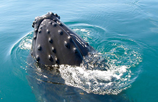 UgENWiHumpback Whalej